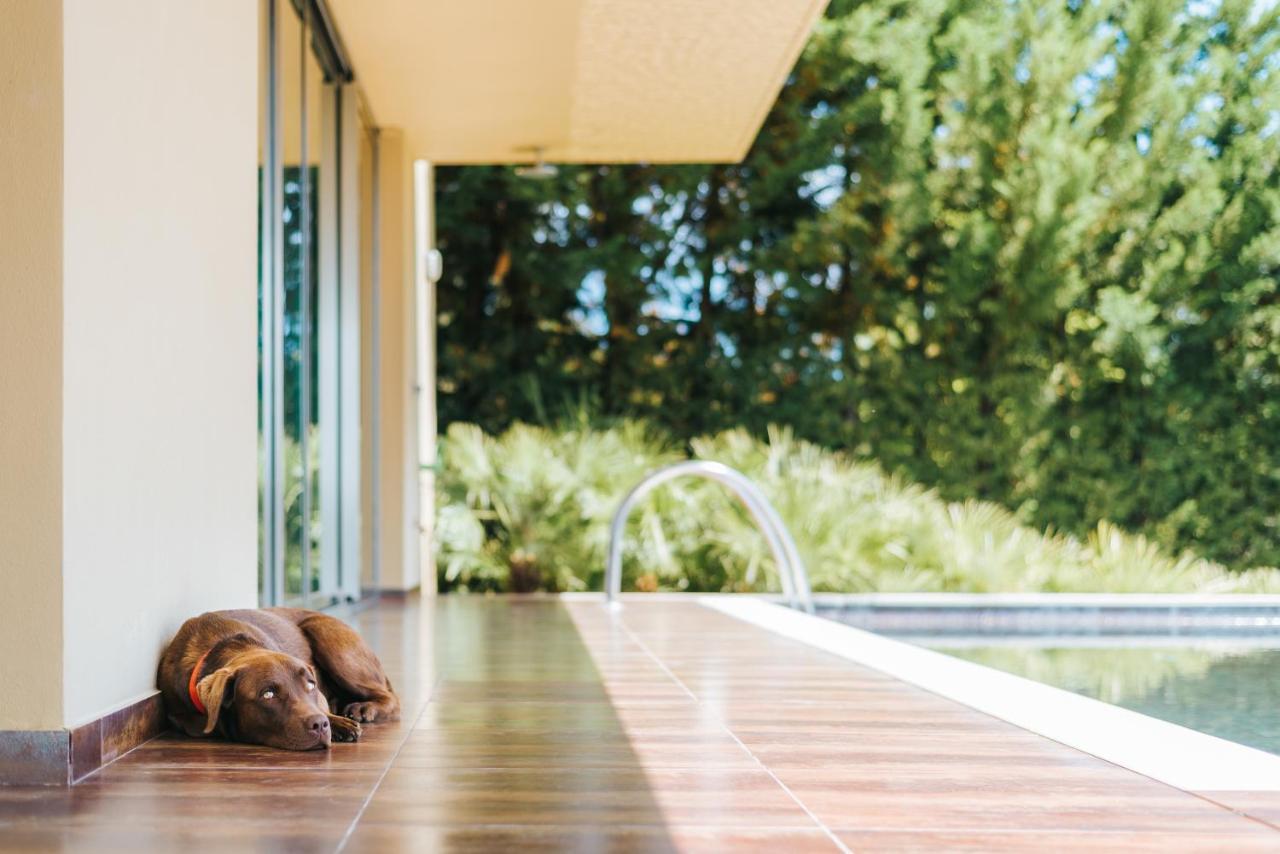Ap Lago Montargil - Conference & Spa Exterior photo The photo shows a brown dog lying on a tiled patio beside a swimming pool. The patio is partially shaded by a modern building, and there are green trees visible in the background, indicating a pleasant outdoor setting. The dog appears relaxed and is 